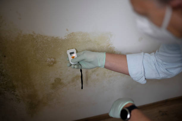 Best Professional Mold Removal  in Lake Clarke Shores, FL