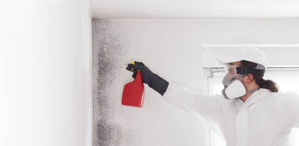 Best Mold Damage Repair  in Lake Clarke Shores, FL