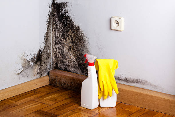 Best Crawl Space Mold Removal  in Lake Clarke Shores, FL