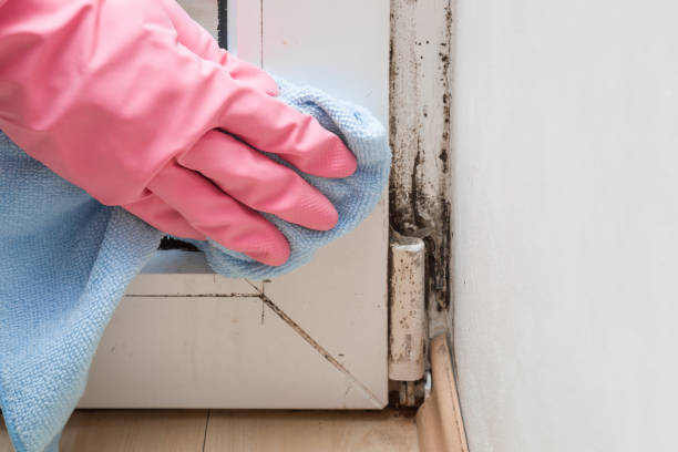 Best Emergency Mold Removal  in Lake Clarke Shores, FL
