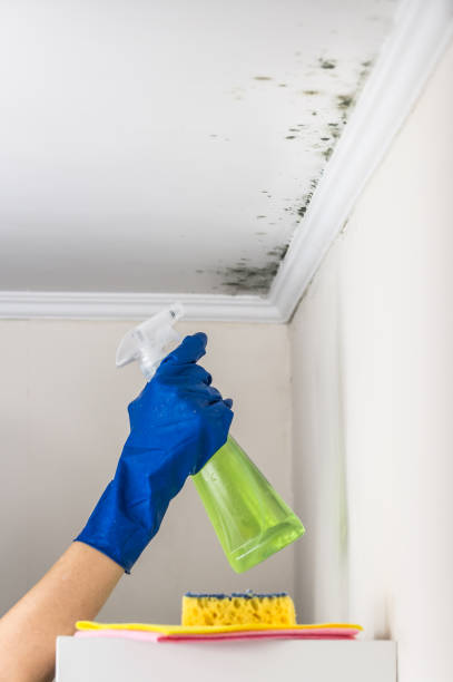 Best Residential Mold Removal  in Lake Clarke Shores, FL