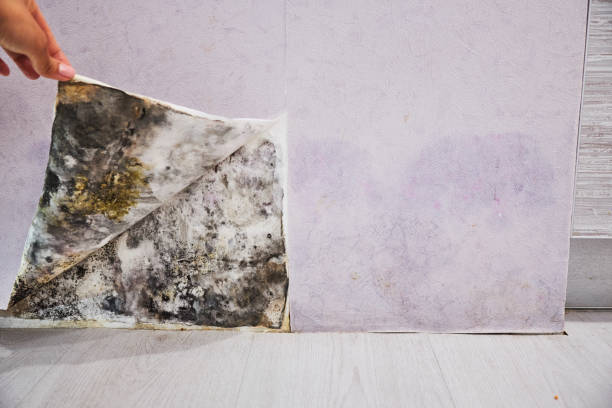 Mold Testing and Removal in Lake Clarke Shores, FL